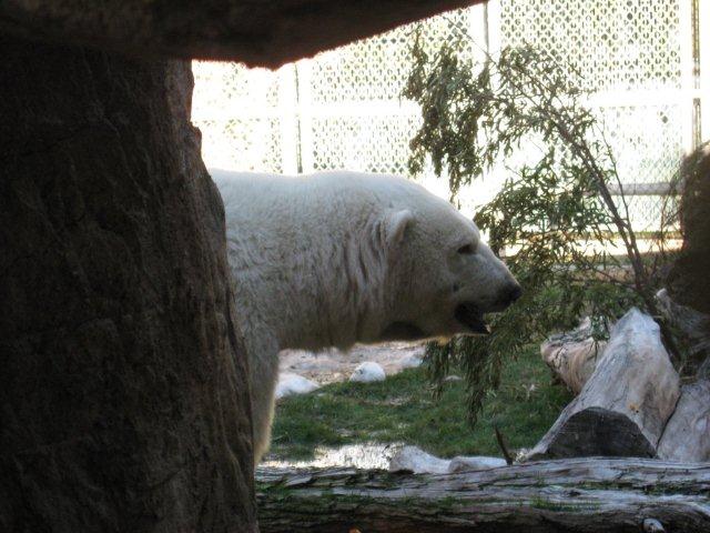 Polar Bear